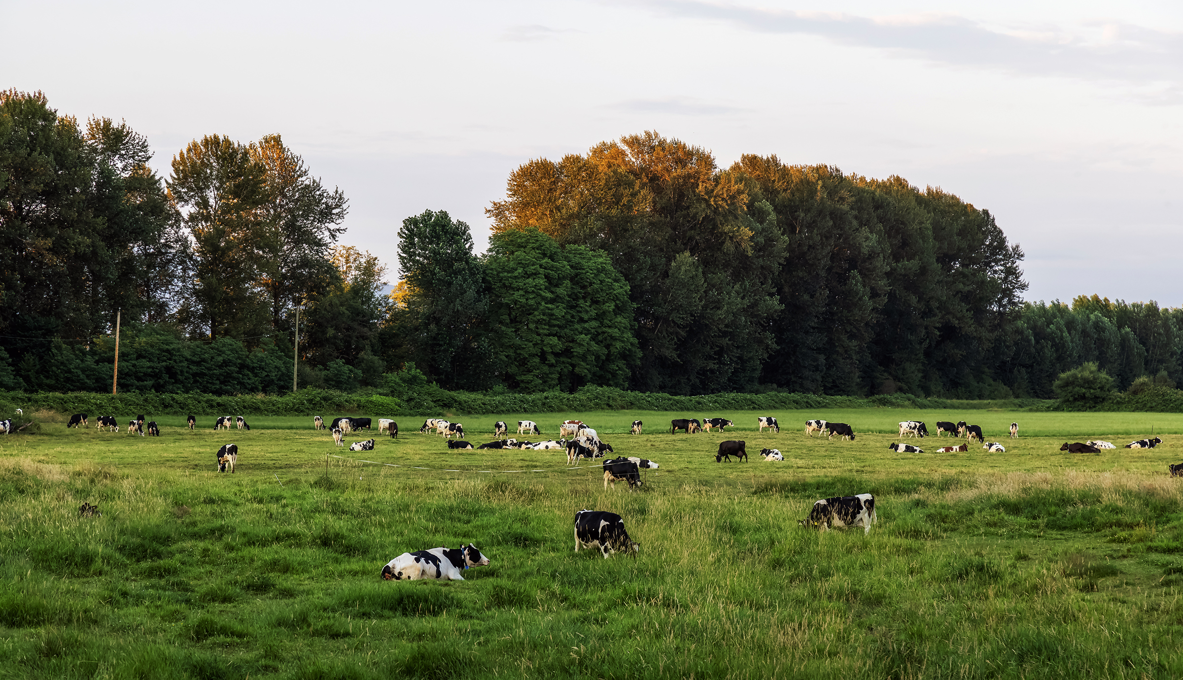 Herd of Cows in a green farm field. Sunny Summer Sunset. Burträsk Slakteri. Nedre Åbyn